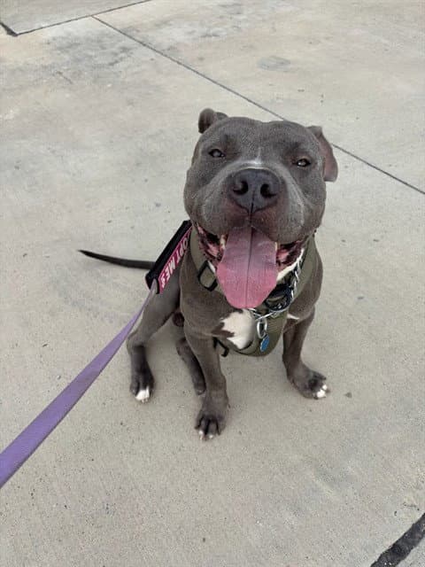 Goalie - Pit Bull Terrier