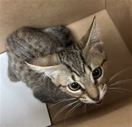 Maya - Domestic Short Hair
