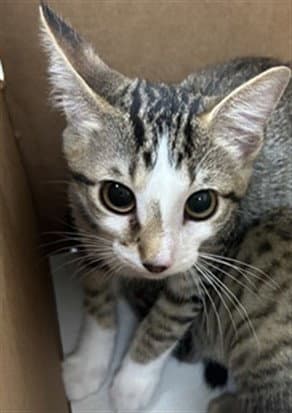 Jasper - Domestic Short Hair