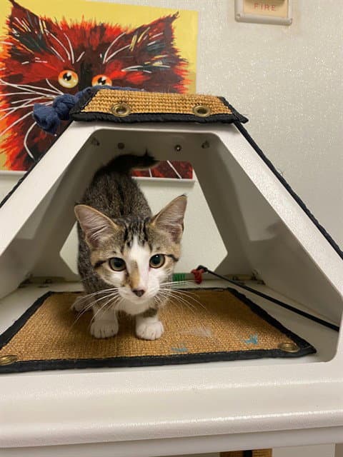 Jasper - Domestic Short Hair