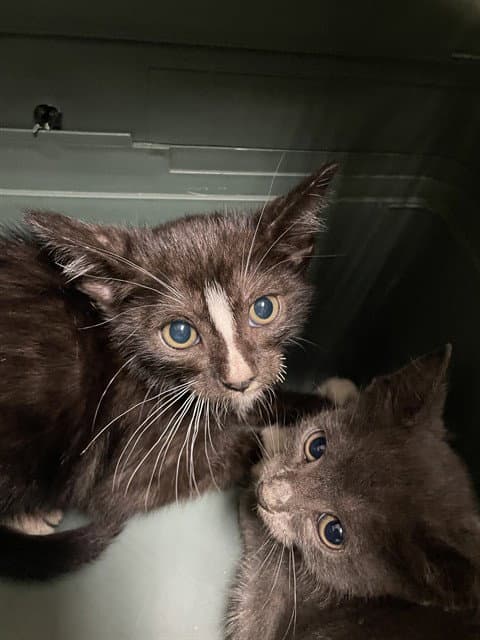 Unknown - Domestic Short Hair