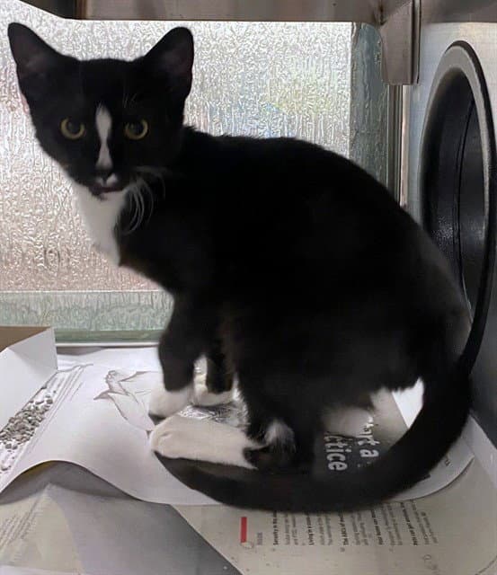 Unknown - Domestic Short Hair