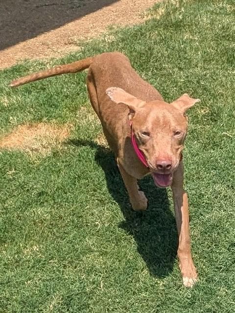 Birdie - Pit Bull Terrier