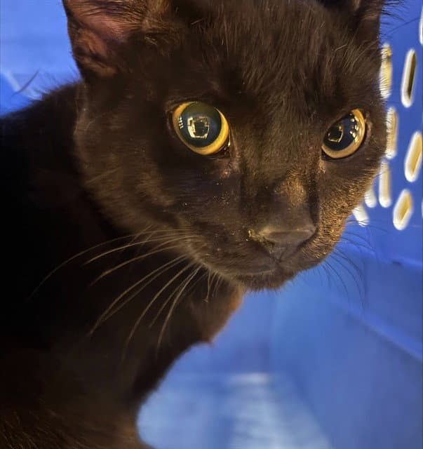 Unknown - Domestic Short Hair