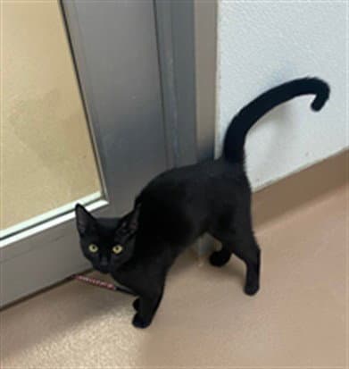 Unknown - Domestic Short Hair