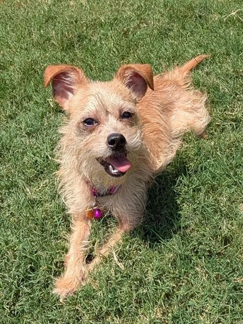 Gigi - Yorkshire Terrier Yorkie