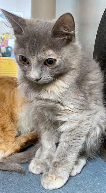 Clair - Domestic Long Hair
