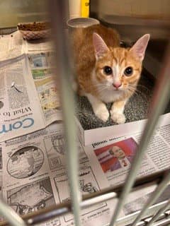 Pop Tart - Domestic Short Hair