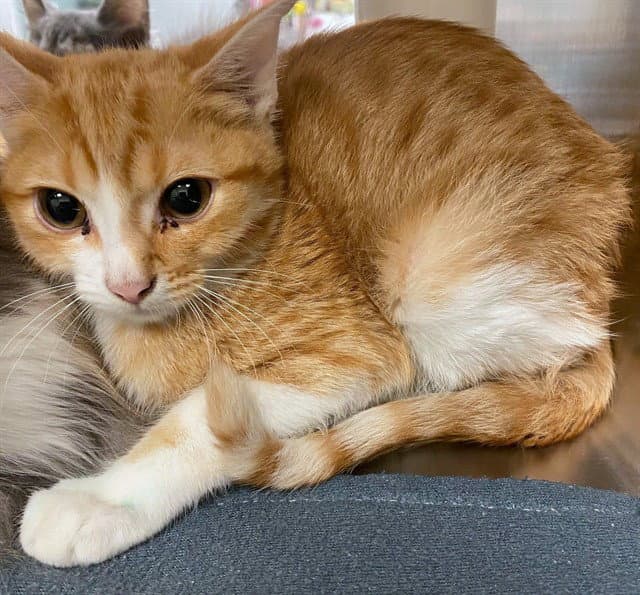 Pop Tart - Domestic Short Hair