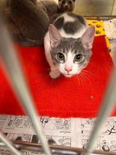 Danish - Domestic Short Hair