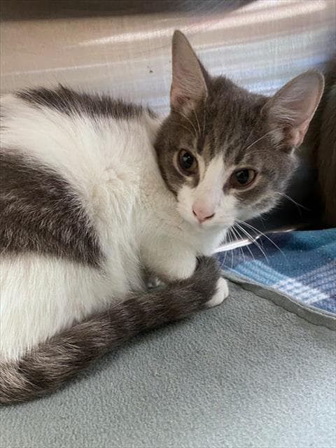 Danish - Domestic Short Hair