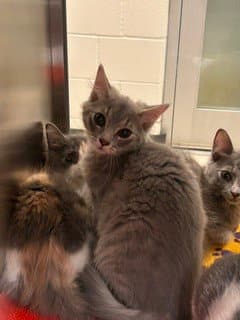 Beignet - Domestic Short Hair
