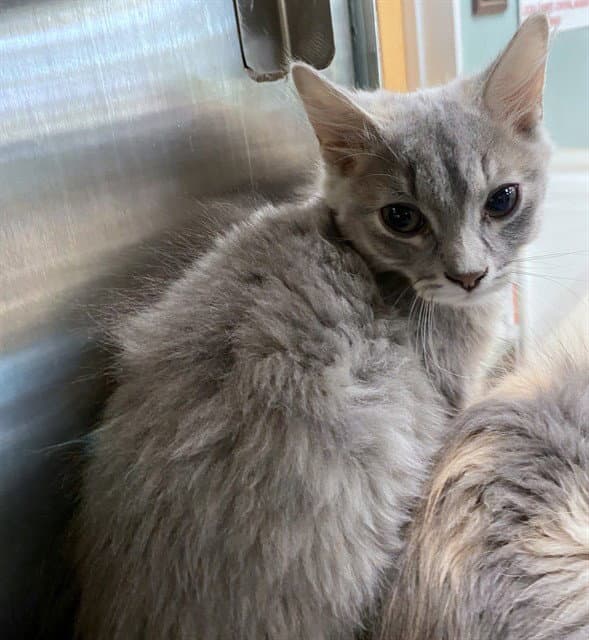 Beignet - Domestic Long Hair