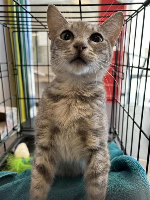 Amelia - Domestic Short Hair