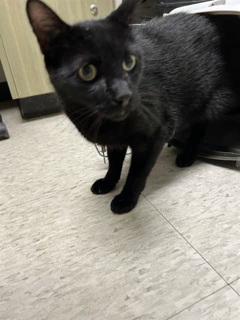 Achilles - Domestic Short Hair