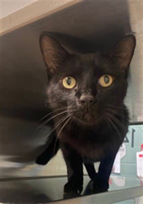 Achilles - Domestic Short Hair