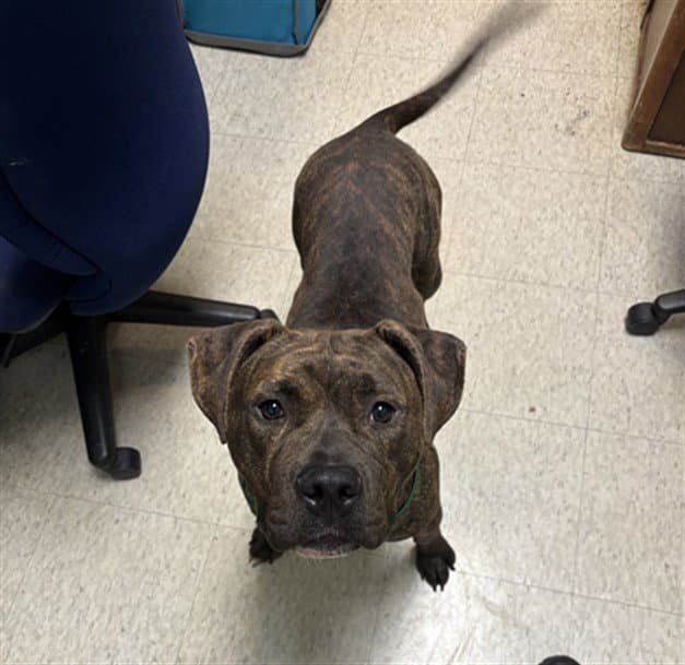 Poppy - American Pit Bull Terrier