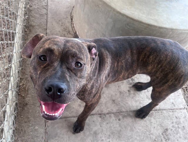 Poppy - American Pit Bull Terrier