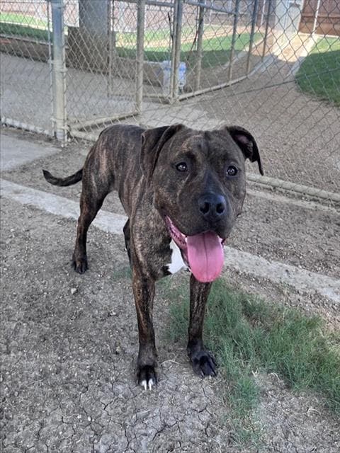 Poppy - American Pit Bull Terrier
