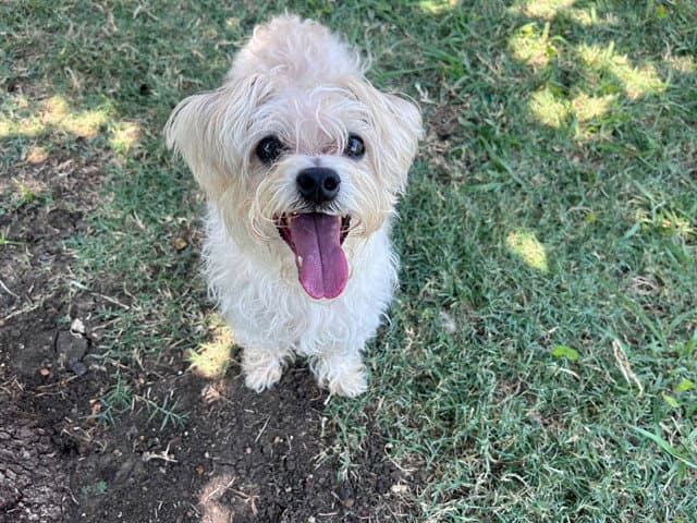 Zoe - Maltese