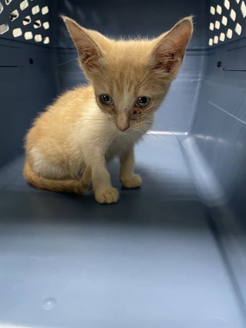 Maci - Domestic Short Hair