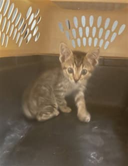 Gabby image 1