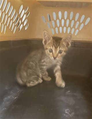 Gabby - Domestic Short Hair