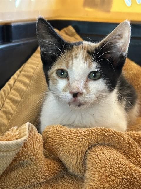 Chloe - Domestic Short Hair