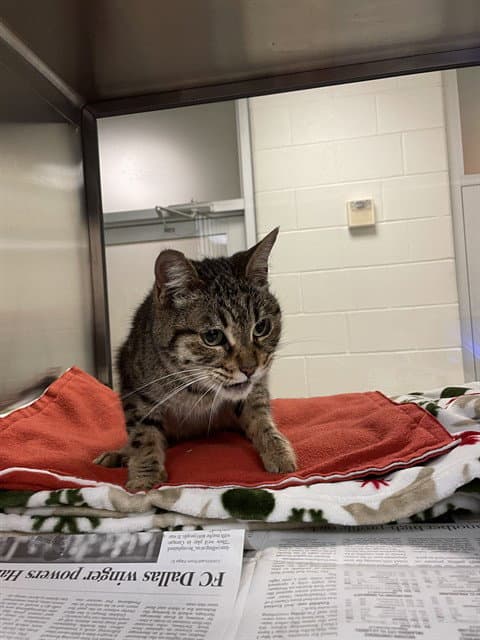 Margo - Domestic Short Hair