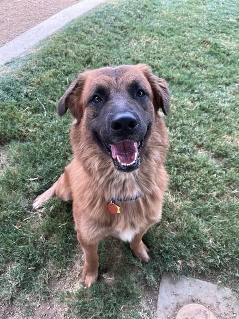 Chance - German Shepherd Dog