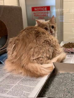 Percy - Domestic Medium Hair