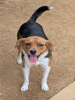 Daisy image 1