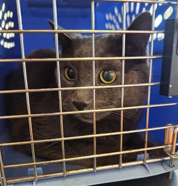 Gray - Domestic Short Hair