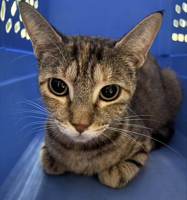 Unknown - Domestic Short Hair