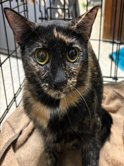 Unknown - Domestic Short Hair