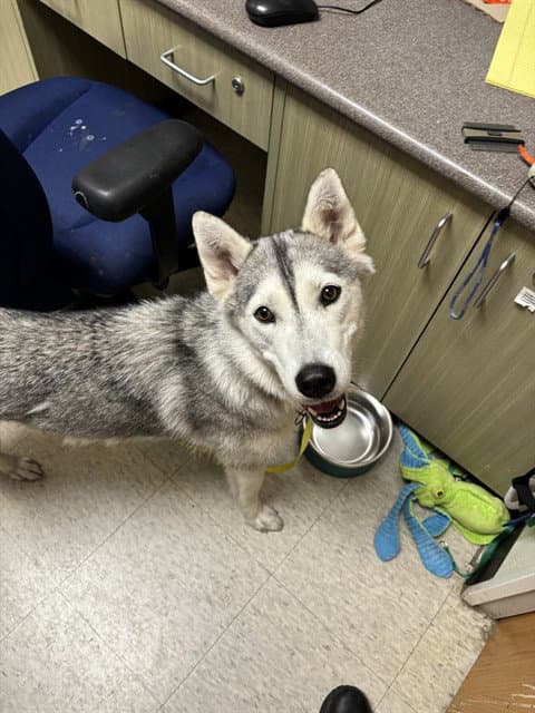 Aurora - Husky