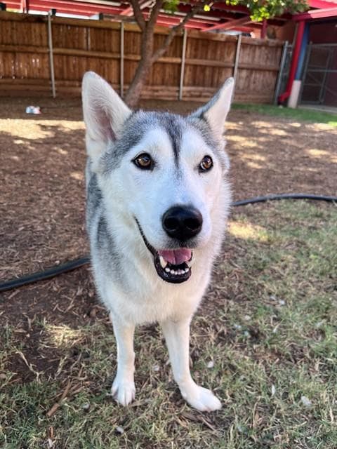 Aurora - Husky