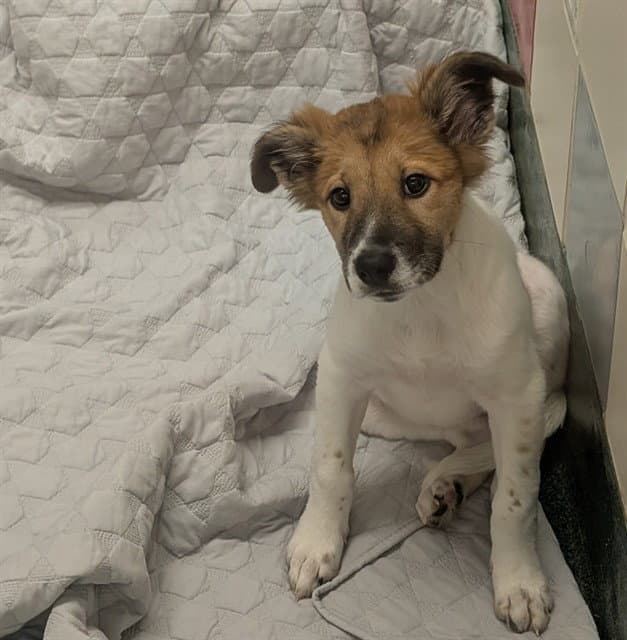 Piper - Australian Shepherd