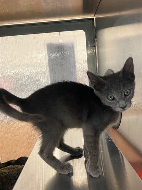 Snickers - Domestic Short Hair