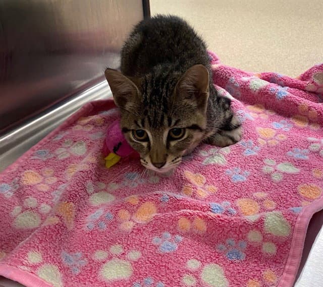 Wiggles - Domestic Short Hair