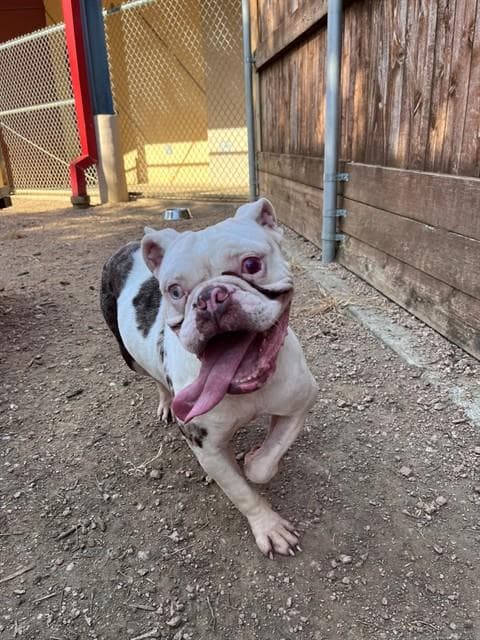 Betty - Bulldog