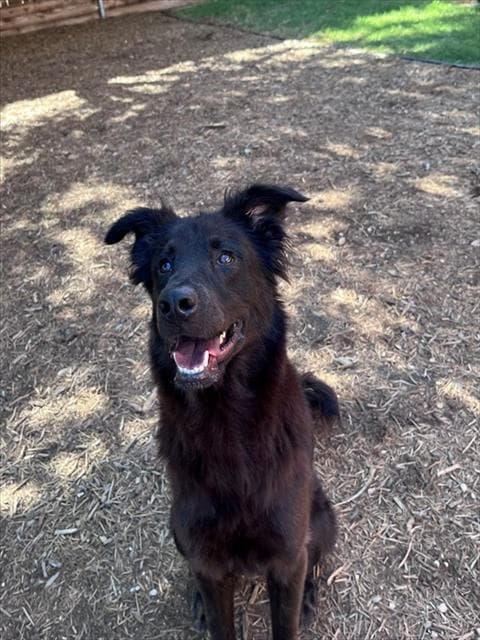 Chili - Flat-coated Retriever