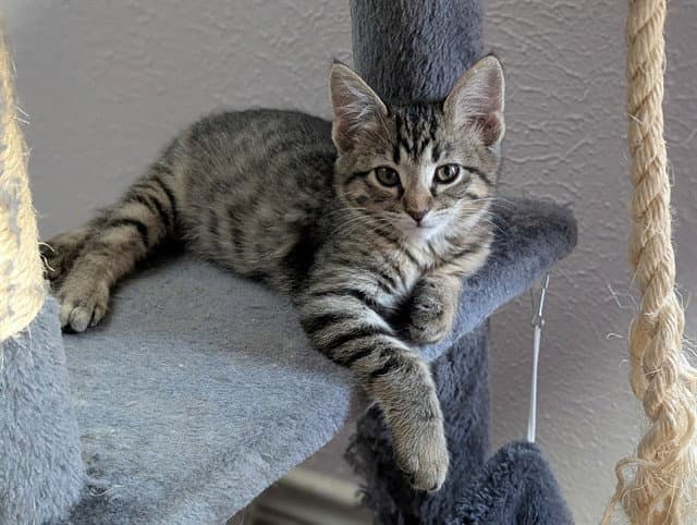 Nina - Domestic Short Hair