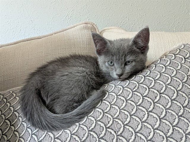 Mia - Domestic Short Hair