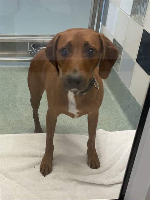 Abby - Redbone Coonhound