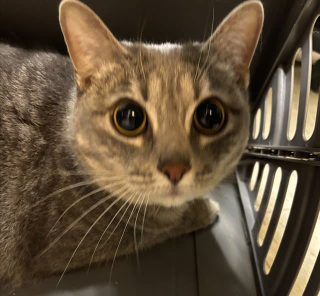 Sia - Domestic Short Hair