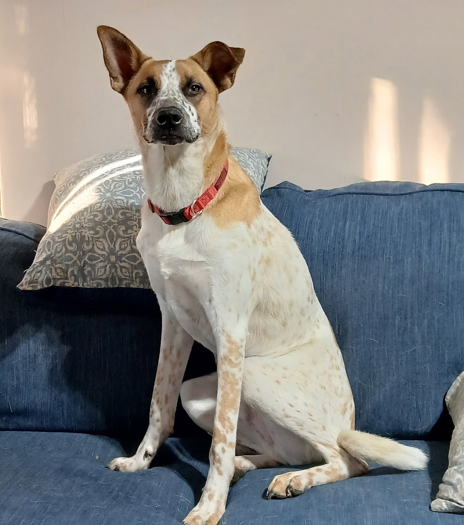 Henry - Cattle Dog