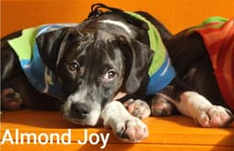 Almond Joy image 2