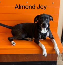 Almond Joy image 1