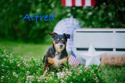 Alfred image 1
